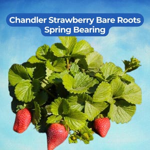 May include: A close-up of a strawberry plant with green leaves and ripe red strawberries. The text "Chandler Strawberry Bare Roots Spring Bearing" is displayed in a blue banner against a blue sky background.
