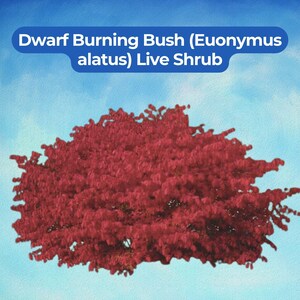 1 Arbusto de Euonymus alatus enano en maceta de 3,8 litros (12+ pulgadas)