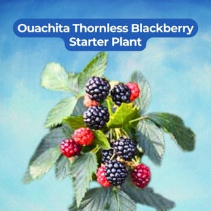 May include: A close-up of a blackberry plant with green leaves and ripe berries. The berries are a mix of red and black, with the text "Ouachita Thornless Blackberry Starter Plant" in a blue banner at the top.