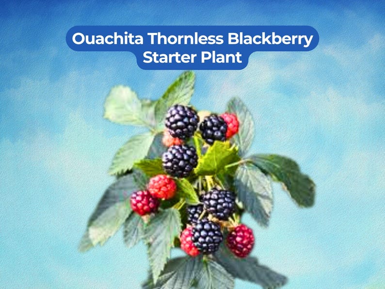 May include: A close-up of a blackberry plant with green leaves and ripe berries. The berries are a mix of red and black, with the text "Ouachita Thornless Blackberry Starter Plant" in a blue banner at the top.