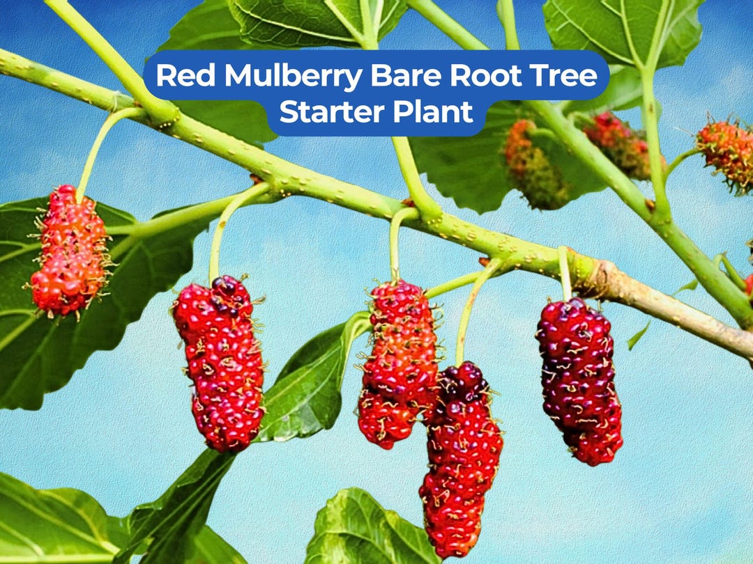 1 Red Mulberry Bare Root Tree - Morus Rubra 12+ Inch Starter - Etsy