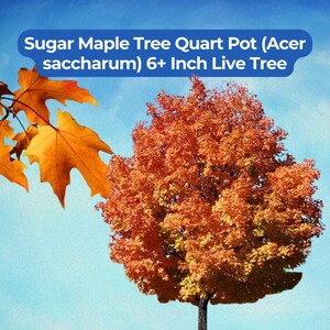 May include: A Sugar Maple Tree in a quart pot, with vibrant orange and yellow foliage. The tree is over 6 inches tall and set against a bright blue sky. The image includes the text "Sugar Maple Tree Quart Pot (Acer saccharum) 6+ Inch Live Tree".