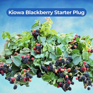 May include: A Kiowa Blackberry Starter Plug is shown, with green leaves and clusters of ripe, dark purple blackberries. Some berries are still red. The image has a blue sky background.