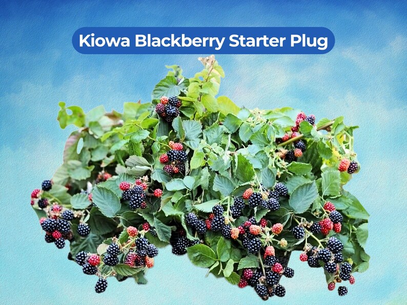 May include: A Kiowa Blackberry Starter Plug is shown, with green leaves and clusters of ripe, dark purple blackberries. Some berries are still red. The image has a blue sky background.