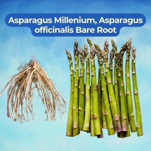May include: Image of asparagus plants. The image shows a bundle of green asparagus spears and a bare root system. The text in the image reads "Asparagus Millenium, Asparagus officinalis Bare Root."