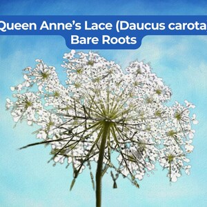 May include: A white Queen Anne's Lace flower, also known as Daucus carota, with a delicate, umbrella-like cluster of small petals. The text "Queen Anne's Lace (Daucus carota) Bare Roots" is displayed in white on a blue background above the flower.