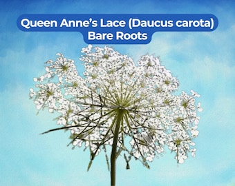 May include: A white Queen Anne's Lace flower, also known as Daucus carota, with a delicate, umbrella-like cluster of small petals. The text "Queen Anne's Lace (Daucus carota) Bare Roots" is displayed in white on a blue background above the flower.