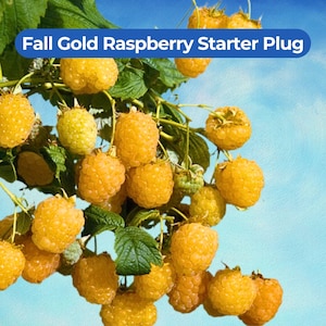 May include: A close-up of a cluster of ripe, golden-yellow raspberries hanging from a green-leafed branch. The text "Fall Gold Raspberry Starter Plug" is displayed in a blue banner. The background is a bright blue sky.