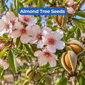 May include: An almond tree branch featuring light pink and white blossoms with yellow centers, green leaves, and several open almond shells revealing the nuts inside. A blue rectangular label with white text reads Almond Tree Seeds.