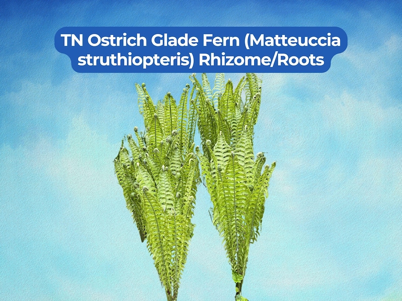 20 Ostrich Glade Fern Rhizome Roots (matteuccia Struthiopteris) - Etsy