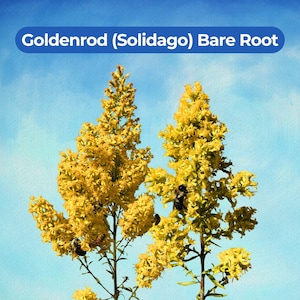 May include: Two tall stalks of bright yellow Goldenrod (Solidago) flowers against a light blue sky. The text "Goldenrod (Solidago) Bare Root" is displayed in a blue banner at the top. Several small bees are visible on the yellow flower clusters.