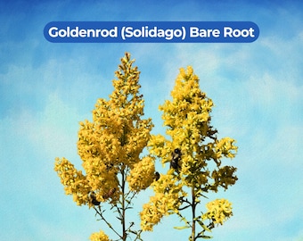 May include: Two tall stalks of bright yellow Goldenrod (Solidago) flowers against a light blue sky. The text "Goldenrod (Solidago) Bare Root" is displayed in a blue banner at the top. Several small bees are visible on the yellow flower clusters.