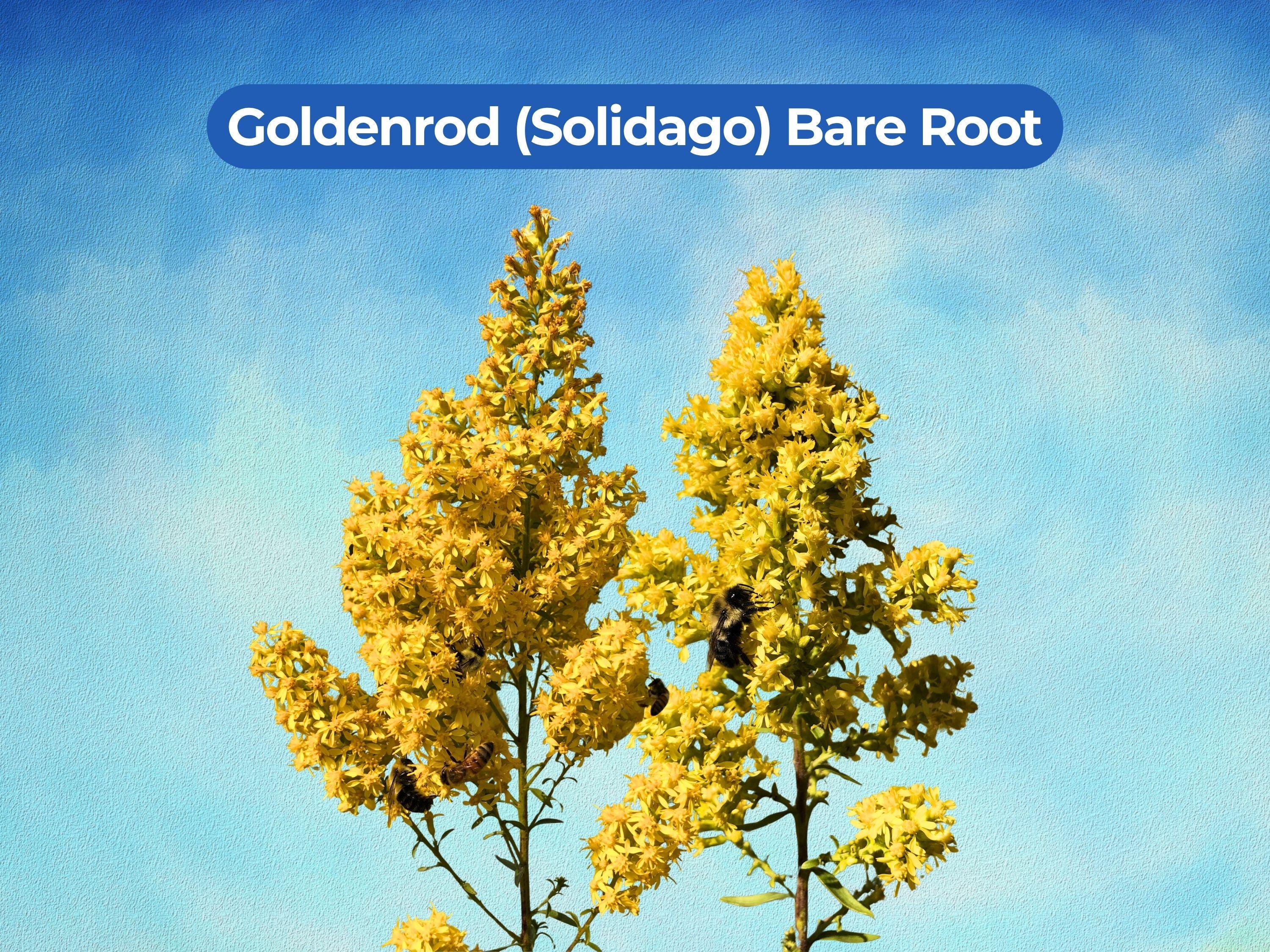 Goldenrod Root Rope 10 Goldenrod Bare Root Perennial Wildflower (solidago) - Etsy