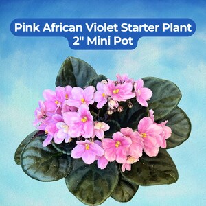 May include: A Pink African Violet starter plant in a 2-inch mini pot. The plant features dark green, rounded, fuzzy leaves and clusters of small, light pink flowers with bright yellow centers. The text reads: Pink African Violet Starter Plant 2" Mini Pot.
