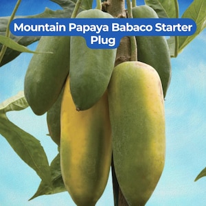 May include: A cluster of Mountain Papaya Babaco fruits hanging from a central stem, featuring elongated shapes with smooth skins transitioning from green to yellow. The text Mountain Papaya Babaco Starter Plug is overlaid in a blue banner.