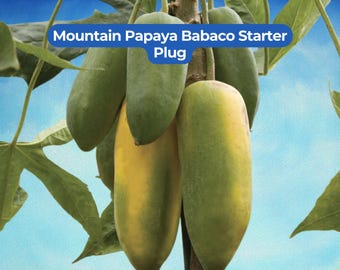 May include: A cluster of Mountain Papaya Babaco fruits hanging from a central stem, featuring elongated shapes with smooth skins transitioning from green to yellow. The text Mountain Papaya Babaco Starter Plug is overlaid in a blue banner.