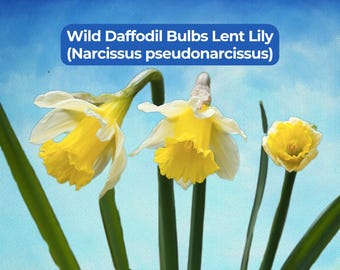 24 Wild Daffodil Bulbs Lent Lily (Narcissus pseudonarcissus)