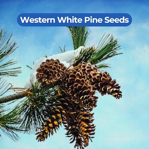 May include: A close-up of a pine branch with several brown pine cones and green needles. The text "Western White Pine Seeds" is in a blue banner at the top. Snow is visible on the branch.
