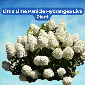 May include: A live Little Lime Panicle Hydrangea plant with numerous white flower clusters. The plant has green foliage and is set against a blue sky background. The image includes text that reads "Little Lime Panicle Hydrangea Live Plant."