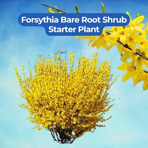 May include: A vibrant image of a Forsythia bare root shrub starter plant against a blue sky. The shrub is covered in bright yellow flowers, with some branches extending into the frame. Text on the image reads "Forsythia Bare Root Shrub Starter Plant."