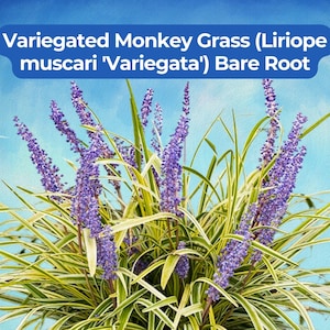 May include: A close-up of Variegated Monkey Grass (Liriope muscari 'Variegata') Bare Root. The image shows a cluster of green and white striped leaves with tall, purple flower spikes against a blue sky background.