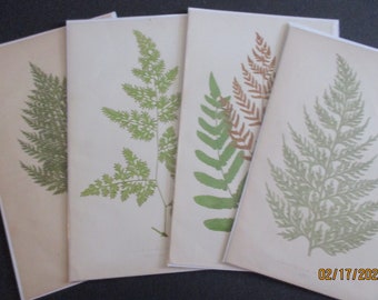 4 Illustrated Book Plates Gemunda Regalis Trichomanes Radicans Lygodium Japonicum Finna Hymenophyllum Fuciforme  Cottagecore