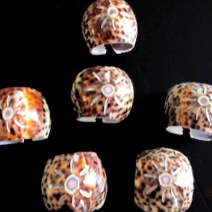 Seashell Napkin Rings Holders Etched Six Tiger Cowie Natural Carved Shells Beach Decor Dining Entertaining Seaside Dining
