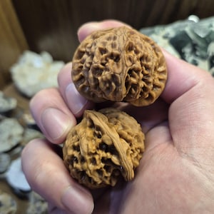 Puede incluir: Dos nueces marrones con superficies texturizadas se sostienen en una mano. Las nueces tienen un exterior rugoso y con bultos y una apariencia natural y orgánica. El fondo está borroso, con indicios de otros objetos.