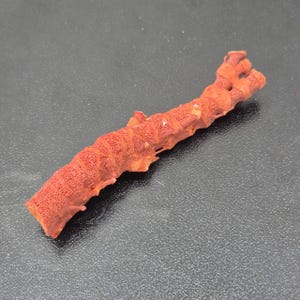 May include: A single piece of organic red coral with a porous, textured surface. The coral has an elongated, slightly curved, and branching structure with a rough, natural appearance. The color is a consistent deep orange-red throughout the piece.