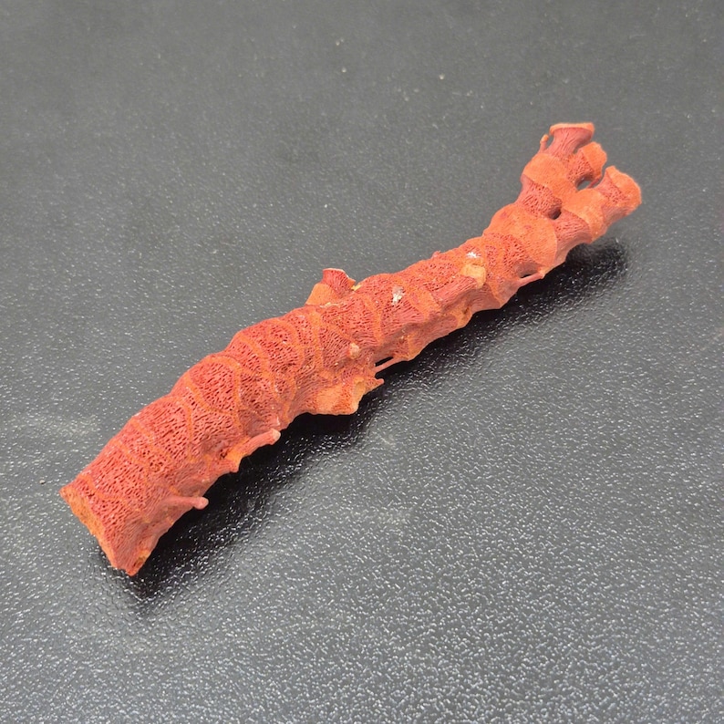 May include: A single piece of organic red coral with a porous, textured surface. The coral has an elongated, slightly curved, and branching structure with a rough, natural appearance. The color is a consistent deep orange-red throughout the piece.