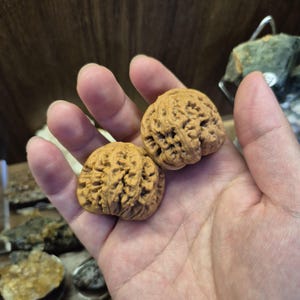 Puede incluir: Dos conchas de nuez talladas intrincadamente, cada una con una superficie detallada y texturizada. Las conchas son de un color marrón natural y cálido y se sostienen en una mano abierta. Un artículo decorativo único.