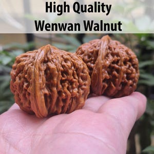 May include: Two brown Wenwan walnuts with textured surfaces are shown. The image includes the text "High Quality Wenwan Walnut" at the top. The walnuts are a natural product.