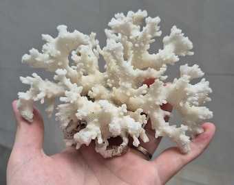 Natural White Branch Coral, Aquarium Decor, Coastal Home Decoration, Beach Style Accent