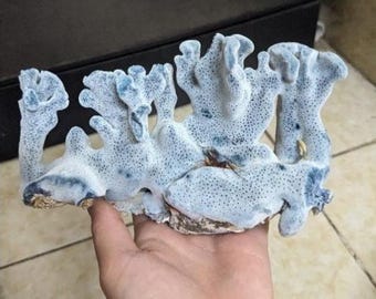Natural Blue Coral Cluster, Real Ocean Coral Specimen, Aquarium Decor