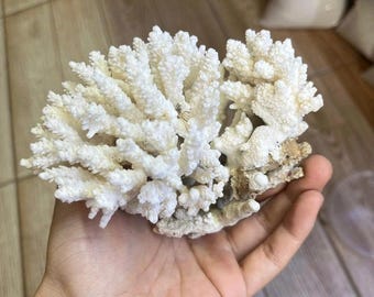 Natural White Coral Cluster, Real Coral Specimen, Coastal Home Decor, Beach House Decoration