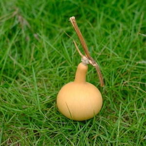 May include: A small, pale yellow gourd with a long stem, set against a backdrop of green grass. The gourd features a rounded body and a thin neck, with a dried stem attached. The background is filled with lush green grass.