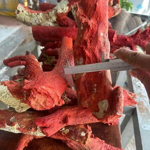 May include: A collection of vibrant red coral pieces, some with beige patches, are displayed. A hand holds a caliper to measure a piece of the coral. The coral has a rough, textured surface, and the pieces vary in size and shape.