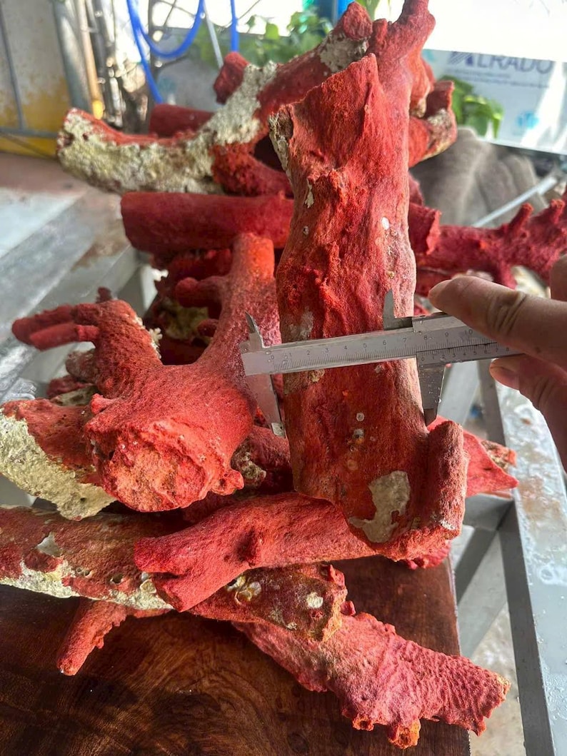 May include: A collection of vibrant red coral pieces, some with beige patches, are displayed. A hand holds a caliper to measure a piece of the coral. The coral has a rough, textured surface, and the pieces vary in size and shape.