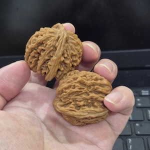 May include: Two brown walnuts with textured shells are held in a hand. The walnuts have a rough, ridged surface and are a light brown color. The background is dark, with a keyboard visible.