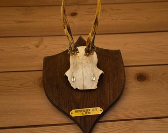 Vintage Roe Deer Antler Trophy, 1977 French Hunting Mount, Rustic Cabin Decor with Brass Plaque, Taxidermy Wall Art, Man Cave Gift