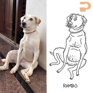 May include: A side-by-side image featuring a real dog and a cartoon illustration. The dog is white with tan markings, wearing a red collar, and sitting upright. The cartoon is a black and white drawing of a dog with the name "RAMBO" below.
