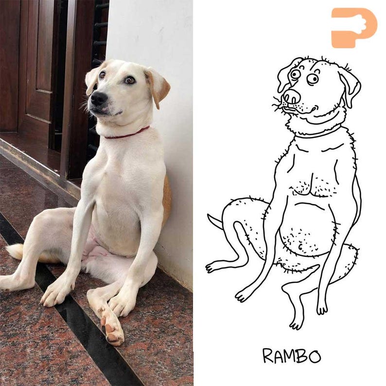 May include: A side-by-side image featuring a real dog and a cartoon illustration. The dog is white with tan markings, wearing a red collar, and sitting upright. The cartoon is a black and white drawing of a dog with the name "RAMBO" below.