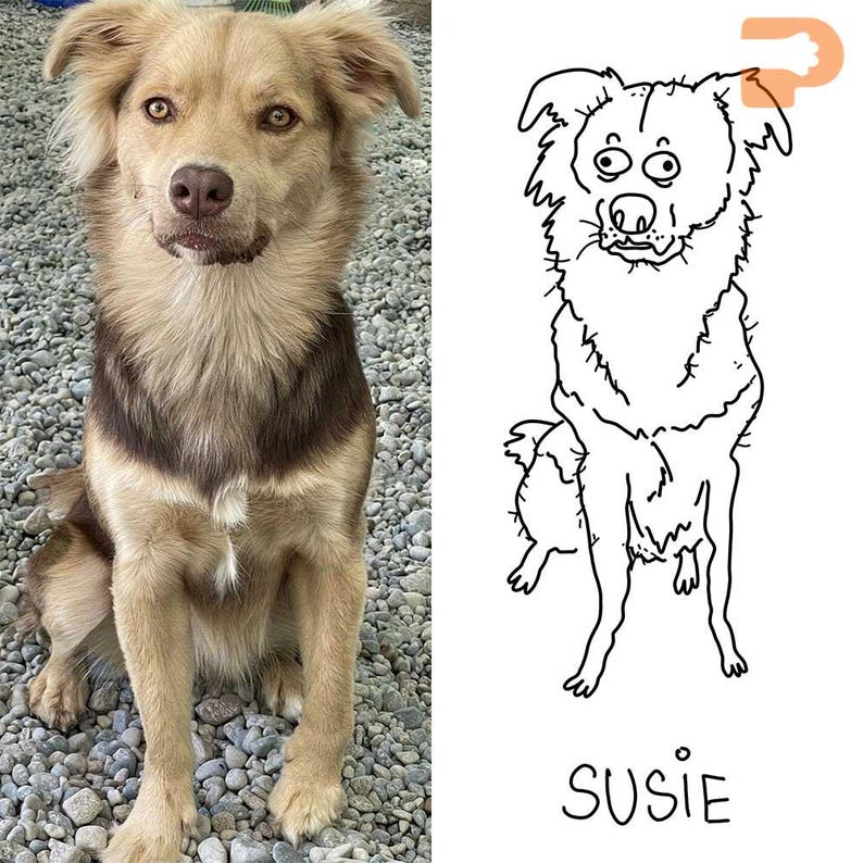 May include: A side-by-side image featuring a dog and a cartoon illustration. The dog has tan and brown fur, with a focused gaze. The cartoon is a black and white line drawing of the dog, with the name "Susie" below.