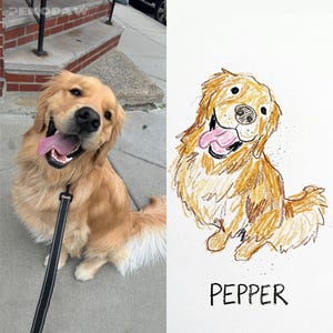 Puede incluir: Imagen dividida en dos, que presenta un Golden Retriever y un dibujo a l&aacute;piz del mismo perro. El perro real es de color marr&oacute;n claro con una correa negra y la lengua fuera. El dibujo es marr&oacute;n con el nombre "PEPPER".
