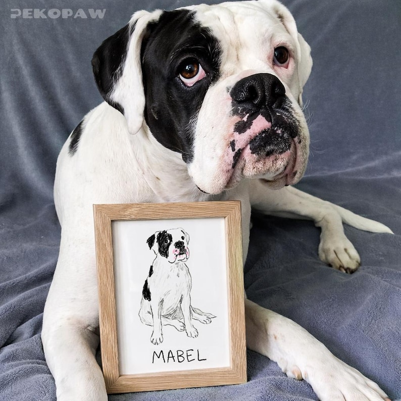 Puede incluir: Un perro Boxer blanco y negro posa con un boceto enmarcado de s&iacute; mismo. El boceto est&aacute; en un marco de madera y tiene el nombre "MABEL" escrito debajo. El perro tiene una mancha negra sobre un ojo y en sus orejas.