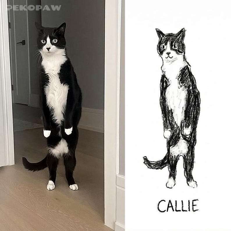 Puede incluir: Un gato blanco y negro de pie, con las patas y el pecho blancos, junto a un boceto en blanco y negro de un gato en la misma pose. El boceto tiene el nombre "Callie" escrito debajo.