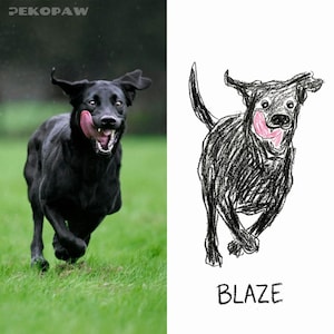Puede incluir: Un labrador negro corriendo sobre hierba verde con la lengua fuera. Junto a &eacute;l, un boceto en blanco y negro de un perro con el nombre "BLAZE" debajo.