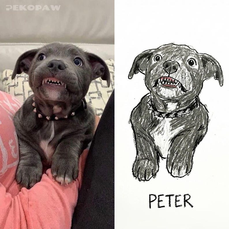 Puede incluir: Imagen dividida que muestra un cachorro gris con un collar con tachuelas y un boceto a l&aacute;piz del mismo perro. El cachorro est&aacute; sonriendo, mostrando sus dientes. El boceto est&aacute; etiquetado como "PETER". La palabra "PEKOPAW" est&aacute; en la esquina superior izquierda.