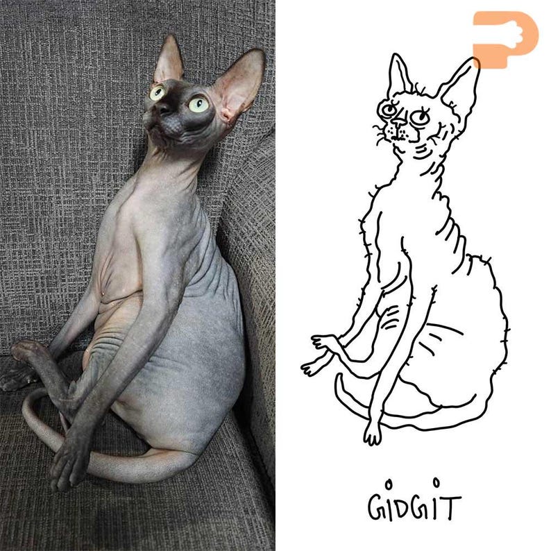 May include: A side-by-side image featuring a Sphynx cat and a cartoon drawing of a similar cat. The cat is gray with green eyes, sitting on a gray couch. The cartoon is a black and white line drawing with the word "GIDGIT" below.