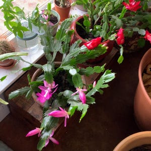 May include: A collection of potted plants, including a Christmas cactus with vibrant pink and red blooms. Other plants include cacti and leafy green plants, arranged on a wooden surface near a window.